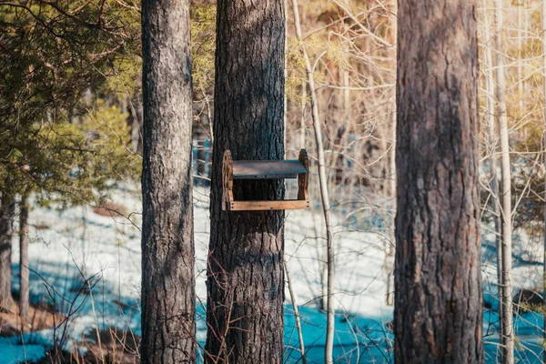 春の森公園の木には鳥やリスのための木製のフィーダーがかかっています. — ストック写真