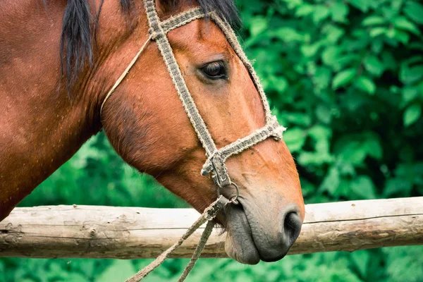 Caballo atado a valla de madera para alquilar gente alrededor de la ciudad . —  Fotos de Stock