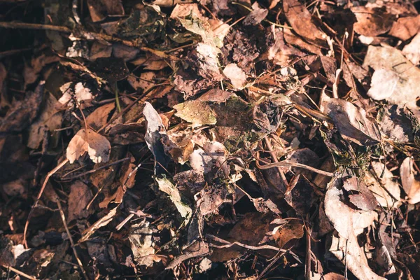 Dry leaves to clean the area on cool spring day.