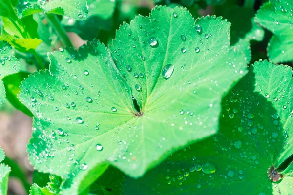 Прозора роса у вигляді крапель на великих листках зелених рослин . — стокове фото