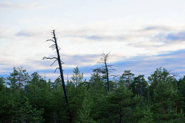 Pine trees growing in the Siberian forest at sunset day