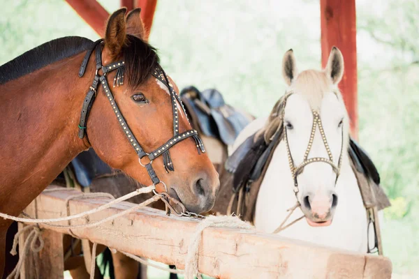 Hermoso Caballo Circo Corral —  Fotos de Stock