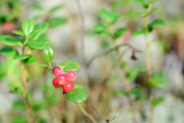 Ripe Lingonberry Growing Bush Taiga Forest Ready Harvest — Stock Photo, Image