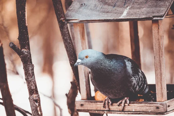 Bonito Pombo Senta Alimentador Para Pássaros Esquilos Floresta Tarde — Fotografia de Stock