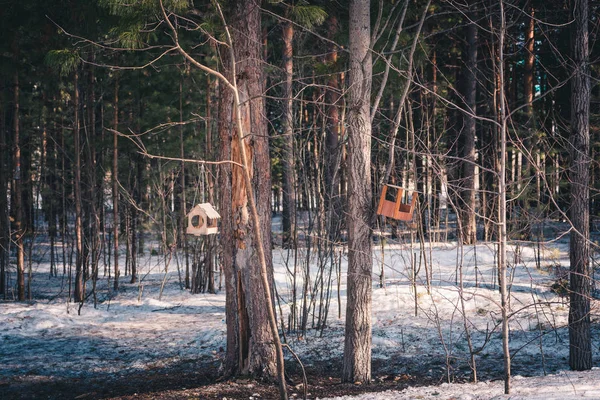 春の森公園の木には鳥やリスのための木製のフィーダーがかかっています — ストック写真