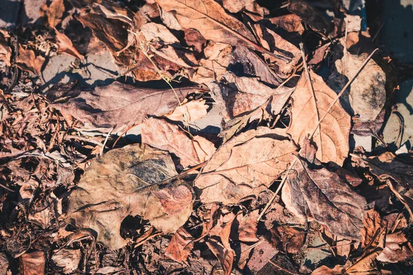 Dry Leaves Clean Area Cool Spring Day — Stock Photo, Image