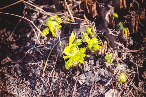 Los Primeros Brotes Verdes Flores Salieron Del Suelo Día Primavera —  Fotos de Stock