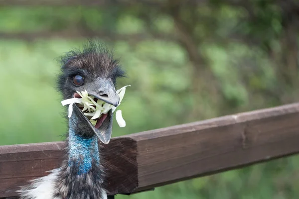 Avestruz Africano Com Crista Cabeça Come Repolho Zoológico — Fotografia de Stock