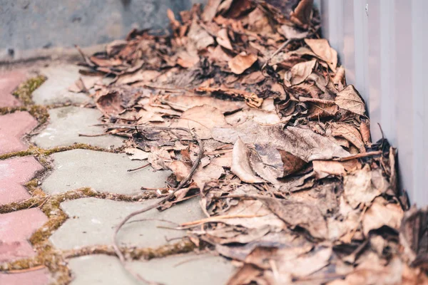 Dry Leaves Steps Stairs Spring — Stock Photo, Image