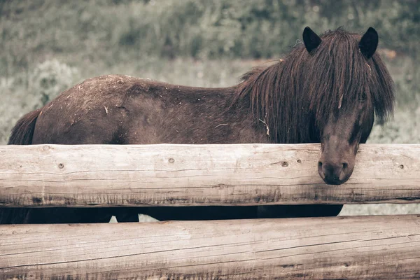 Caballo Purasangre Negro Corral Detrás Valla Madera —  Fotos de Stock