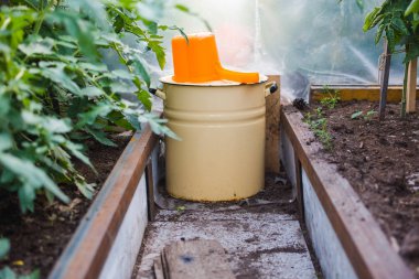 Seradaki domates ve kovayı sulamak için gübreli büyük demir tava.