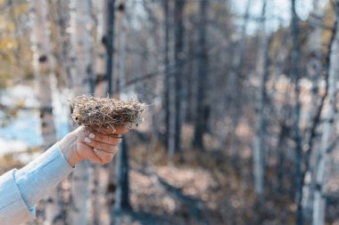 Ormanda dişi ellerde ot, dal ve çam iğnelerinden kuşlar tarafından yapılan sağlam yuva