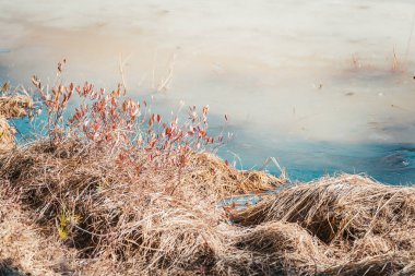 Bahar günü kuru çimlerle eritilmiş su.