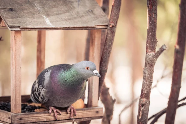 Bonito Pombo Senta Alimentador Para Pássaros Esquilos Floresta Tarde — Fotografia de Stock