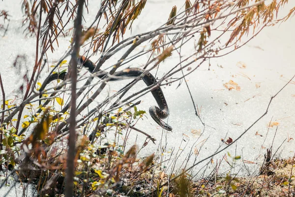 Vipère Dangereuse Sur Branche Dans Forêt Prélasse Soleil Printemps — Photo