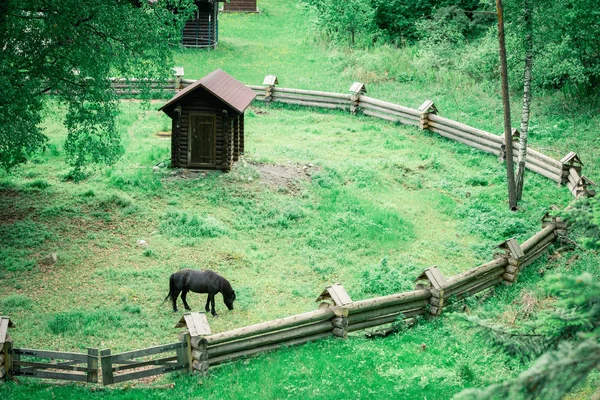Одинокая Чистокровная Лошадь Пасется Лугу Огражденным Деревянным Забором — стоковое фото