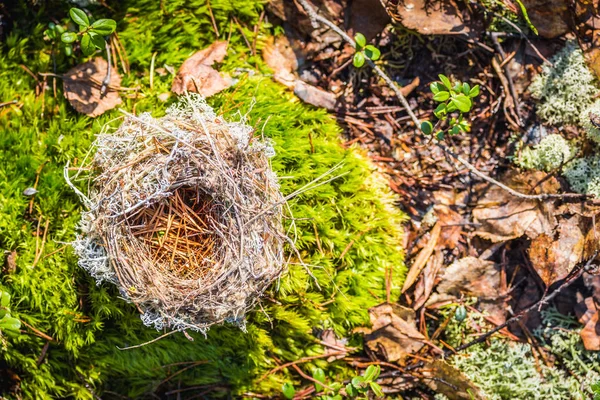 Verslonden Verlaten Nest Gemaakt Door Vogels Van Gras Takken Dennennaalden — Stockfoto