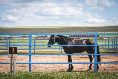 Yarış atı yarış pistinde yarışın başlamasını bekliyor.