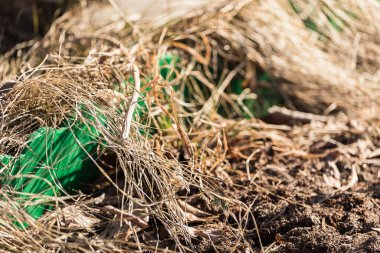 Çevreyi temizlemek için yeşil çitin yanında kuru çim ve yapraklar var.