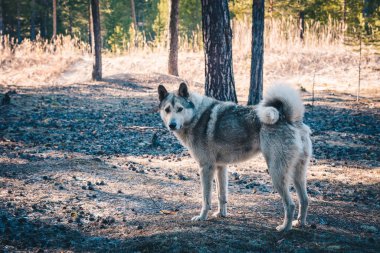 Dost canlısı köpek ormanda avlanıyor.
