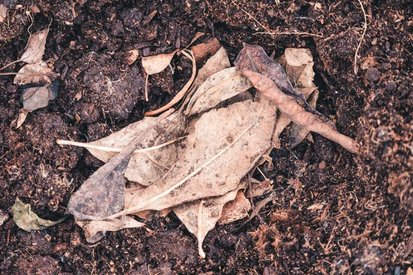 Ξηρά Φύλλα Στο Έδαφος Την Άνοιξη — Φωτογραφία Αρχείου