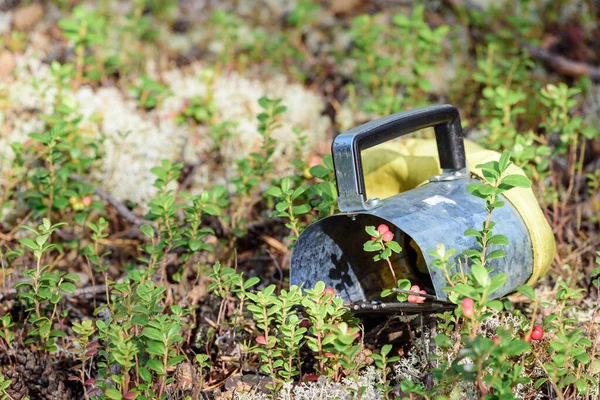 Handernteschaufel Auf Moos Für Schnelles Pflücken Der Beeren Wald — Stockfoto