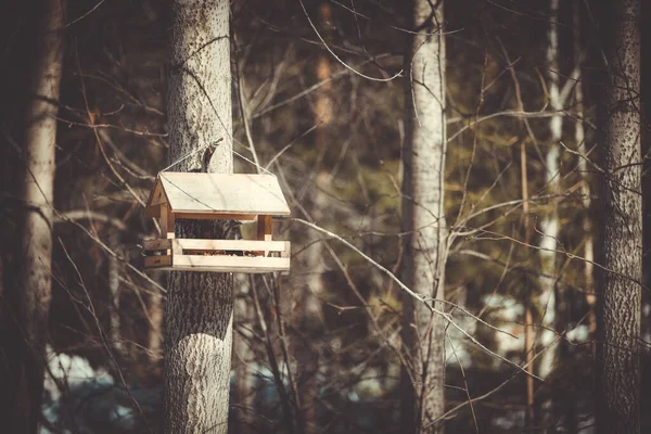 Mangeoire Bois Pour Les Oiseaux Les Écureuils Accroché Arbre Dans — Photo