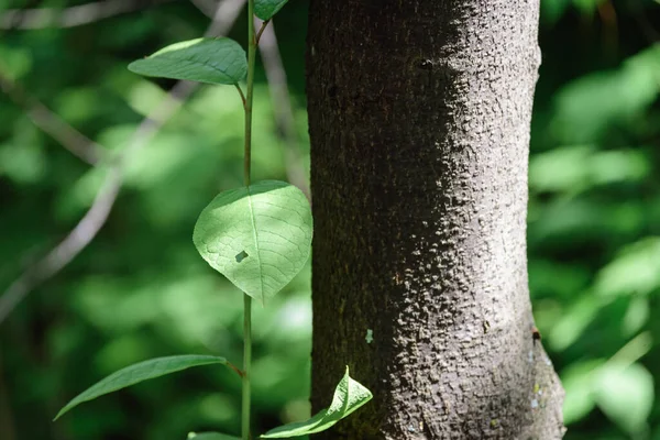Grüne Blätter Des Baumes Strecken Sich Neben Der Großen Espe — Stockfoto
