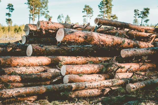 Pinheiros Cortados Derrubados Floresta Para Limpar Área — Fotografia de Stock