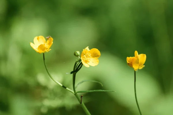 Mooie Bloemen Bloeien Het Voorjaar — Stockfoto