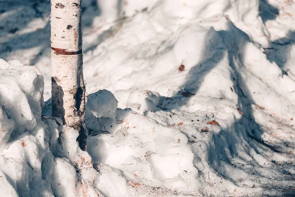 Dunne Witte Berk Onder Smeltende Sneeuw Lentedag — Stockfoto