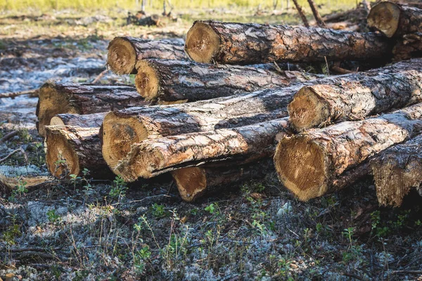 Cut Felled Pine Trees Forest Clean Area — Stock Photo, Image