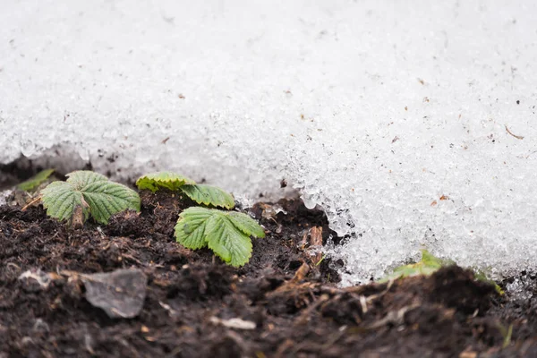 Πράσινα Φύλλα Φράουλας Μεγαλώνουν Από Έδαφος Μέσα Από Λευκό Χιόνι — Φωτογραφία Αρχείου