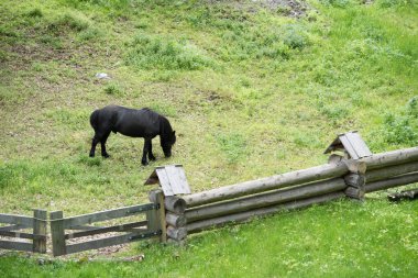 Yalnız safkan at çitli çitlerle çayırda otluyor.