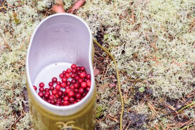 Olgun yaban mersinleri ormanda bir melon şapkada toplandı.