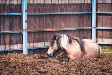Çayırda yarıştıktan sonra yorgun siyah yeleli yarış atı dinleniyor.