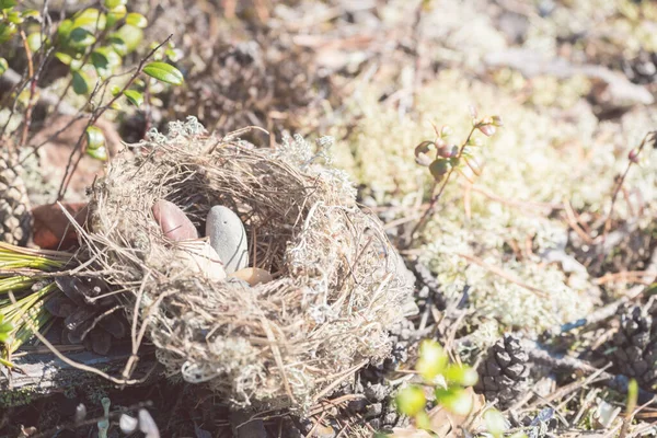 Verlaten Nest Gemaakt Door Vogels Uit Gras Takken Dennennaalden Met — Stockfoto