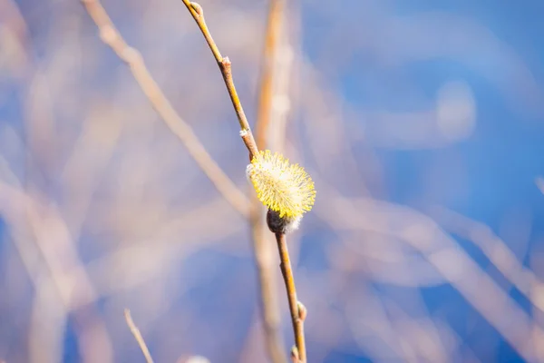 Flowering Fluffy Willow Buds Branches Spring Sunny Day — Stock Photo, Image