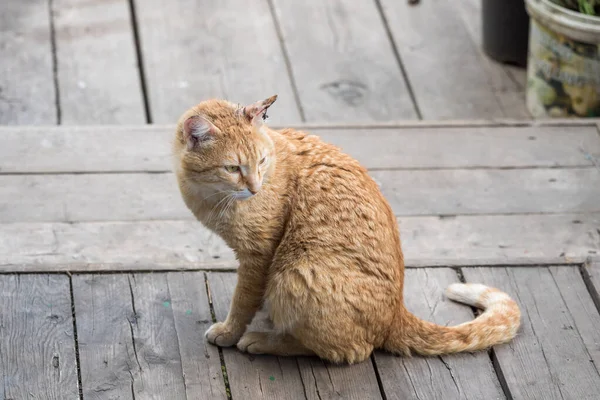 Red Cat Wounded Ear Wooden Doorstep Home — Stock Photo, Image