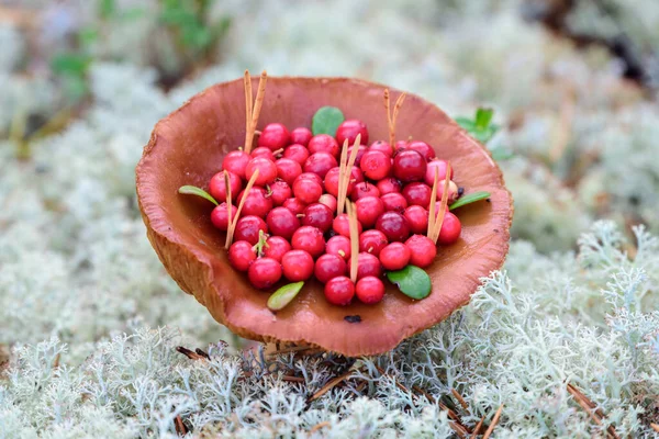 Red Lingonberry Growing Mushroom Forest — Stock Photo, Image