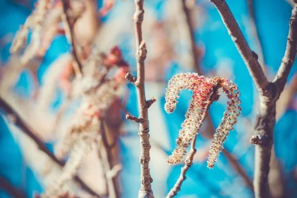 Brotes Álamo Florecientes Día Primavera —  Fotos de Stock