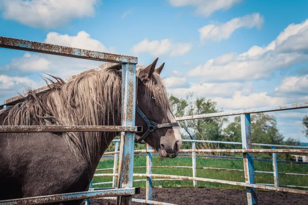 Caballo Conducido Con Ojos Inusuales Corral Detrás Cerca —  Fotos de Stock