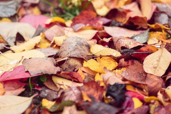 Krásné Spadané Listí Stromů Zemi Podzimním Lese — Stock fotografie