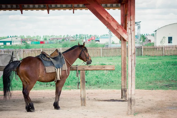 Caballo Rústico Atado Valla Madera Granja —  Fotos de Stock