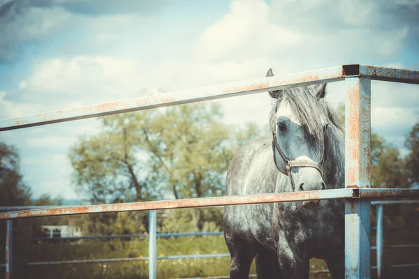 Caballo Blanco Intacto Corral Detrás Valla —  Fotos de Stock