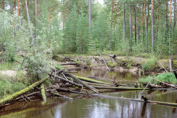Быстрая Тайга Упавшими Деревьями Перекрывающими Путь Лесу — стоковое фото