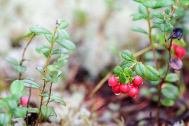 Tayga ormanında yetişen olgun yaban mersini hasat için hazır.