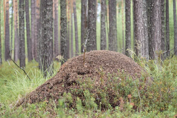 Hormiguero Forestal Con Agujas Pino — Foto de Stock