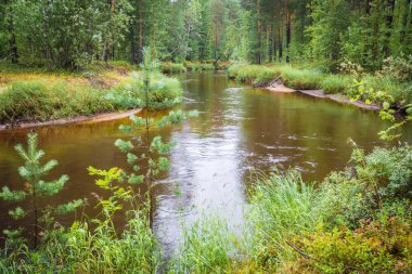 Geçilemez tayga ormanında çimenli kıyıları olan güzel bir nehir.