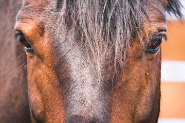 Ahıra doğru sürülen atın hüzünlü bakışı